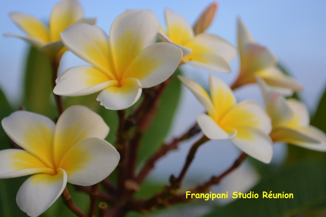 Ferienwohnung Frangipani Studio Reunion La Saline-Les-Bains Exterior foto